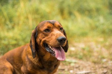 pure breed Alpine Dachsbracke dog  brown dog summer outdoor shot close up 
