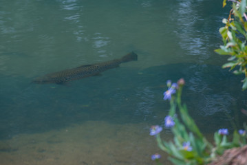 Fototapeta premium Trout in Clear Mountain River