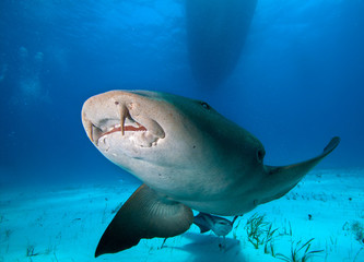Obraz na płótnie Canvas Close up of a Nurse shark.