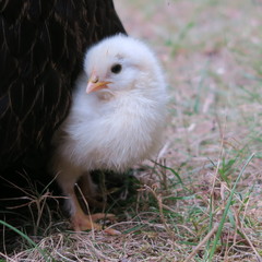 chicken chick, cute, lively, freshly born on the 1st outing with the mother on the farm