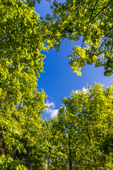 green foliage and blue sky