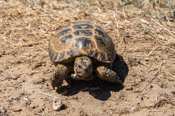Turtle in steppe of Kazahstan