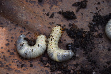 Scarabaeidae