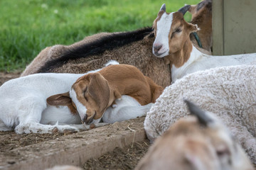 Naklejka na ściany i meble Brown and white sleeping baby goat.