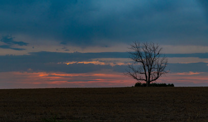 A Lone Tree on the Plains Of Colorado at Sunrise