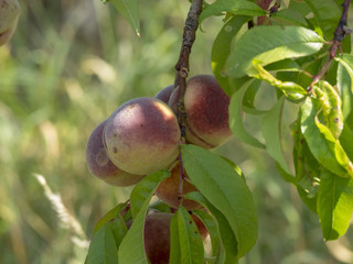 Prunus persica. Pêches de vigne