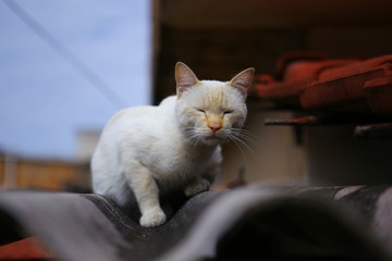 white cat sleeping on the roof