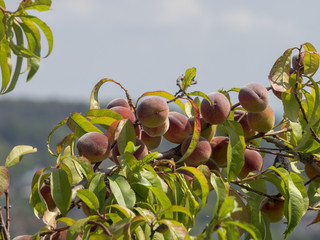 Prunus persica. Pêches de vigne sur rameaux
