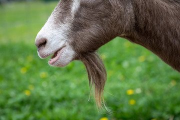 Brown and white funny goat goatee.