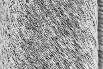 Cow Leather Texture