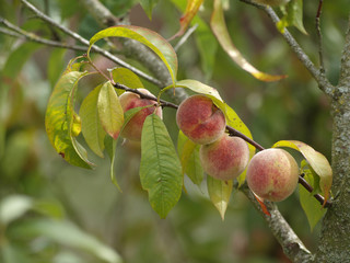 Prunus persica. Pêches de vigne sur rameaux
