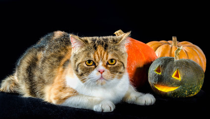cat of Persian breed sits next to bright colorful Halloween pump