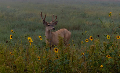A Young Mule Deer Buck In a Field with Sunflowers