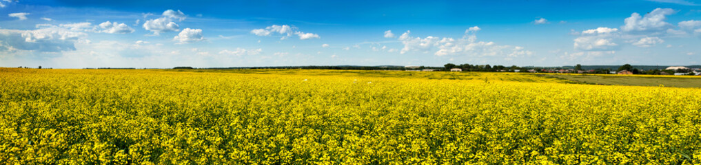 Fototapeta premium Fields of Rape in Bloom under Blue Sky