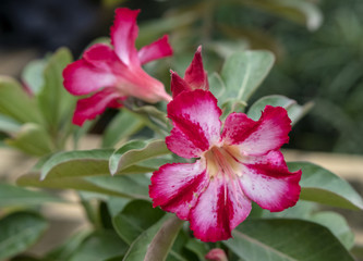 Adenium
