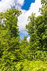 green foliage and blue sky