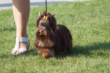 Exhibition for the title of European Winner and European Junior Winner © Fotoinspiracja