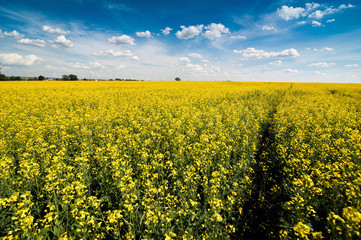 Obraz premium Field of Rape under vibrant blue sky