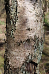 Naklejka premium bark of a tree