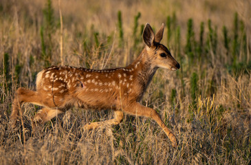 A Mule Deer Fawn Survives an Attack Leaving a Scar