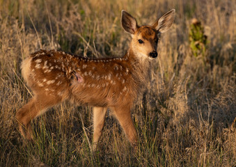 A Mule Deer Fawn Survives an Attack Leaving a Scar