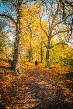 A man walking on the road in Scottish park during Autumn.