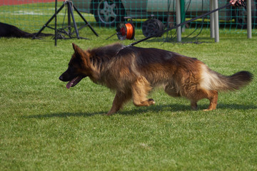 Exhibition for the title of European Winner and European Junior Winner
