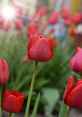 lot of red blossoming tulips on a white day