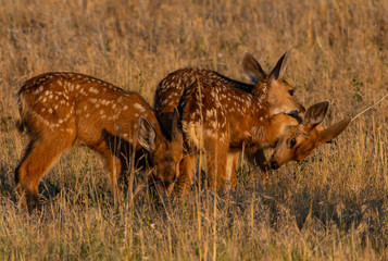 Mule Deer Fawn Triplets Playing in a Field