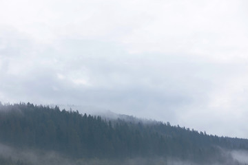 Fototapeta premium Mountain forest in mist, woods atmosphere. Beautiful ambience wild nature background.