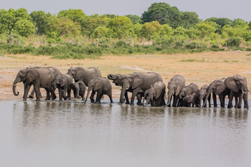 Naklejka na ściany i meble Elephants in the savanna of in Zimbabwe, South Africa