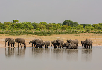Elephants in the savanna of in Zimbabwe, South Africa