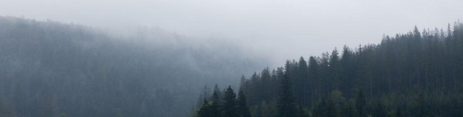 Mountain forest in mist, woods atmosphere. Beautiful ambience wild nature background.