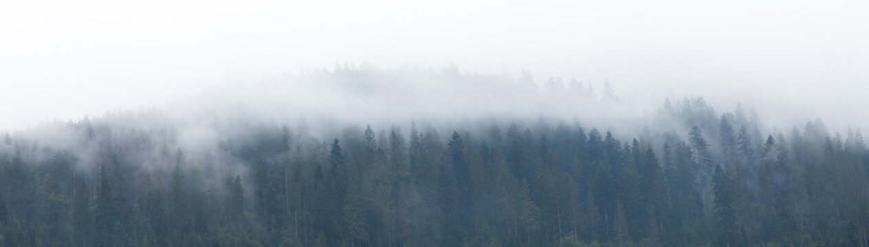 Mountain foggy background, forest fog, mist landscape. © Andrii Zastrozhnov