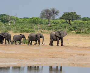 Elephants in the savanna of in Zimbabwe, South Africa