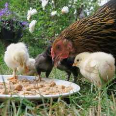 chicken chick, cute, lively, freshly born on the 1st outing with the mother on the farm