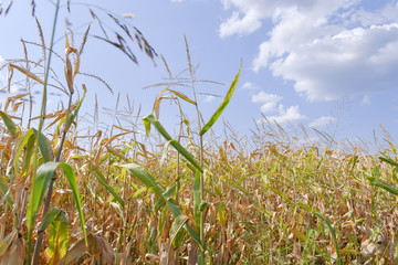 Naklejka premium Ripe corn field