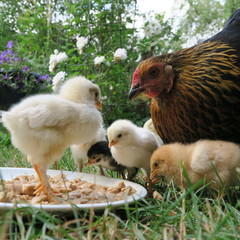 chicken chick, cute, lively, freshly born on the 1st outing with the mother on the farm