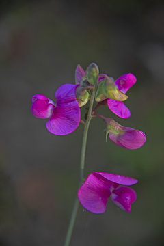FLOWERS - violet sweet pea on silver background