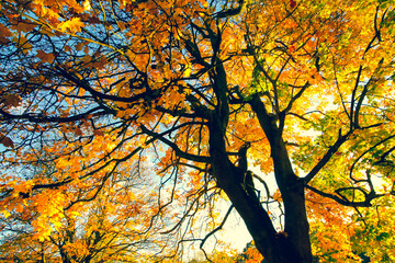 Beautiful, autumnal background with canopy of leaves and branches