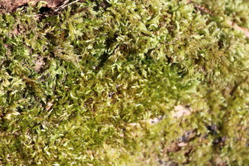 moss on the wall