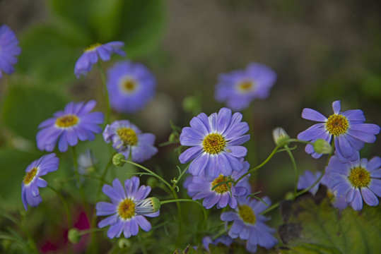 FLOWERS - violet camomiles