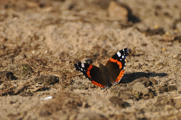 Fototapeta na wymiar Beautiful butterfly Admiral on yellow sand close up