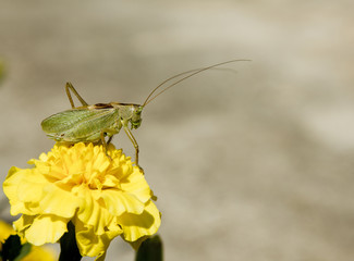 a locust sits on a yellow flower