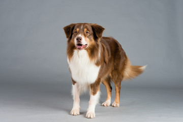 Hund Studio Süß Freisteller