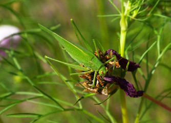 Grasshopper among plants. Candid.