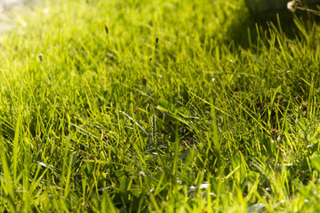 the sun shines on the lawn after the rain