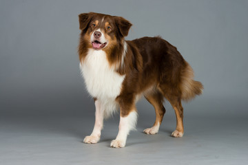 Hund Studio S&uuml;&szlig; Freisteller