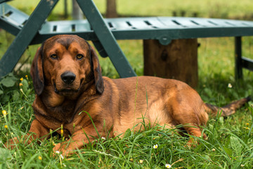 funny smiling dachshund dog 