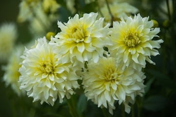 dahlia jaune et blanc en plein jour en été en lumière du jour